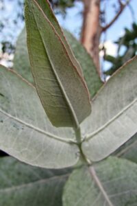 eucalyptus globulus 1000x1500 (1)