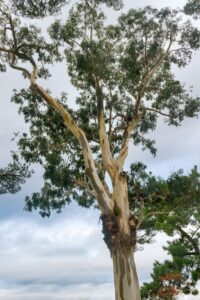 eucalyptus globulus 1000x1500