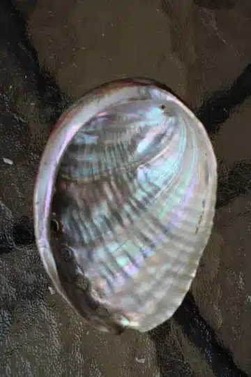 abalone-merekarp-klaarsus-2