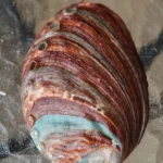 abalone-merekarp-klaarsus-3