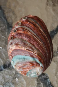 abalone-merekarp-klaarsus (3)