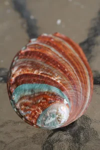 abalone-merekarp-klaarsus (4)