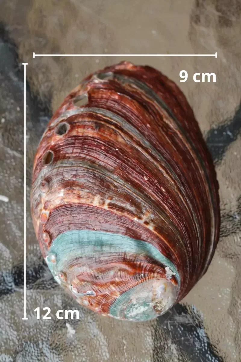 abalone-merekarp-sizes